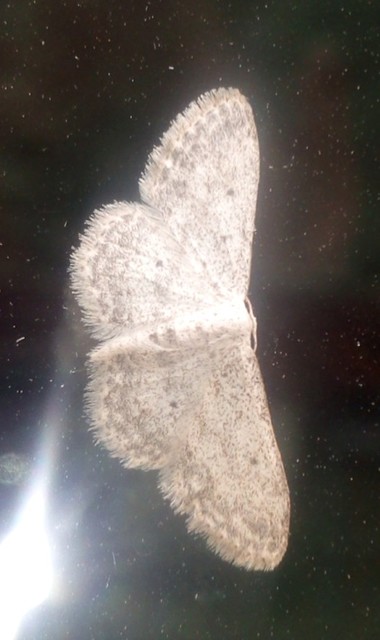 Idaea seriata - szürke apróaraszoló