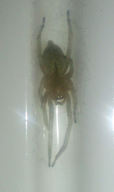 Cheiracanthium