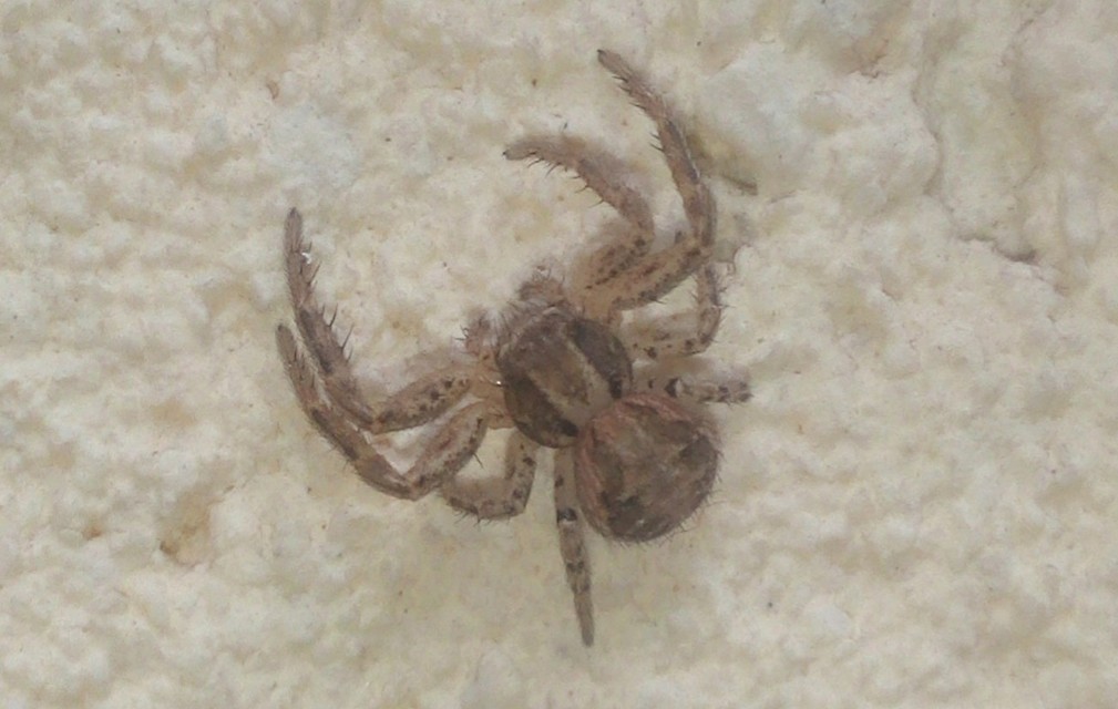 Xysticus
