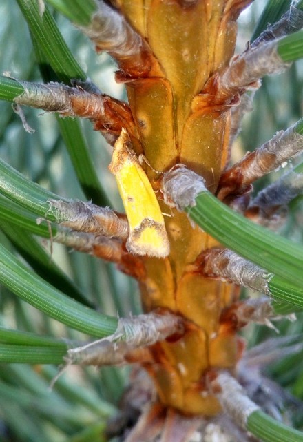 Agapeta zoegana - barnacsíkos sárgamoly