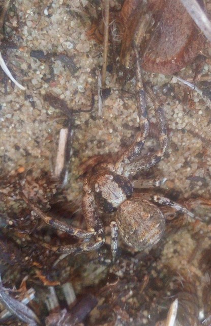 Xysticus