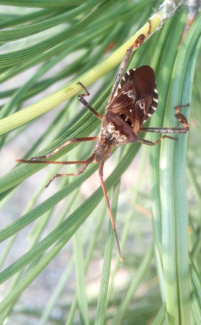 Leptoglossus occidentalis - nyugati levéllábú poloska
