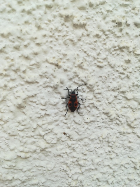 Pyrrhocoris apterus - verőköltő poloska