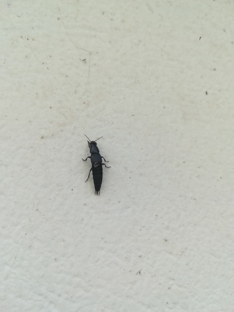 Quedius fuliginosus - kormos mohaholyva