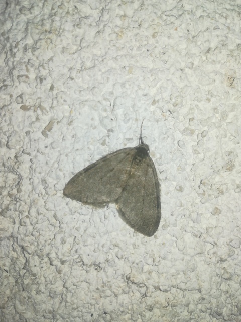 Epirrita christyi/dilutata