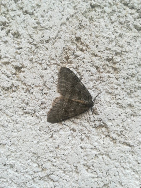 Epirrita christyi/dilutata