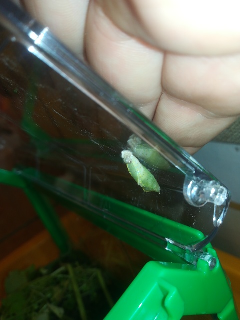 Pieris rapae - répalepke
