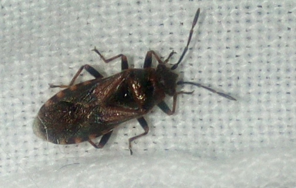 Arocatus melanocephalus
