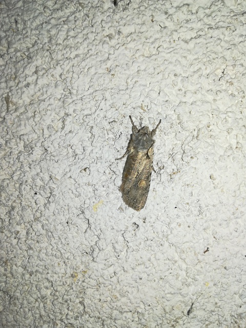 Lithophane ornitopus - közönséges fabagoly
