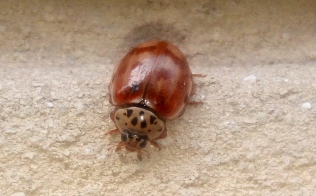 Harmonia quadripunctata - négypettyes katica