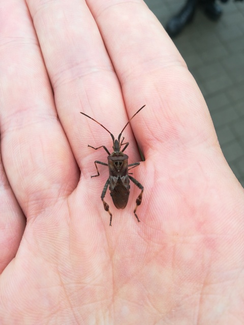 Leptoglossus occidentalis - nyugati levéllábú poloska Leptoglossus occidentalis - nyugati levéllábú poloska