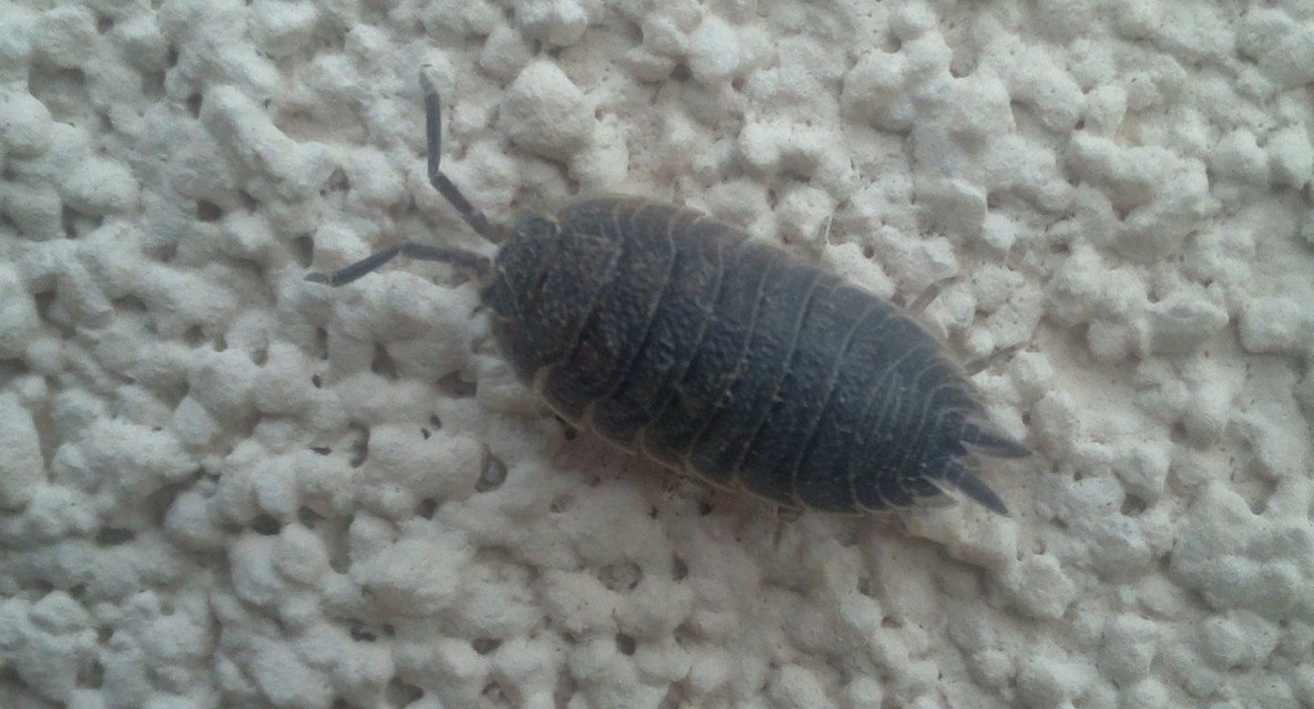 Porcellio scaber - érdes pinceászka