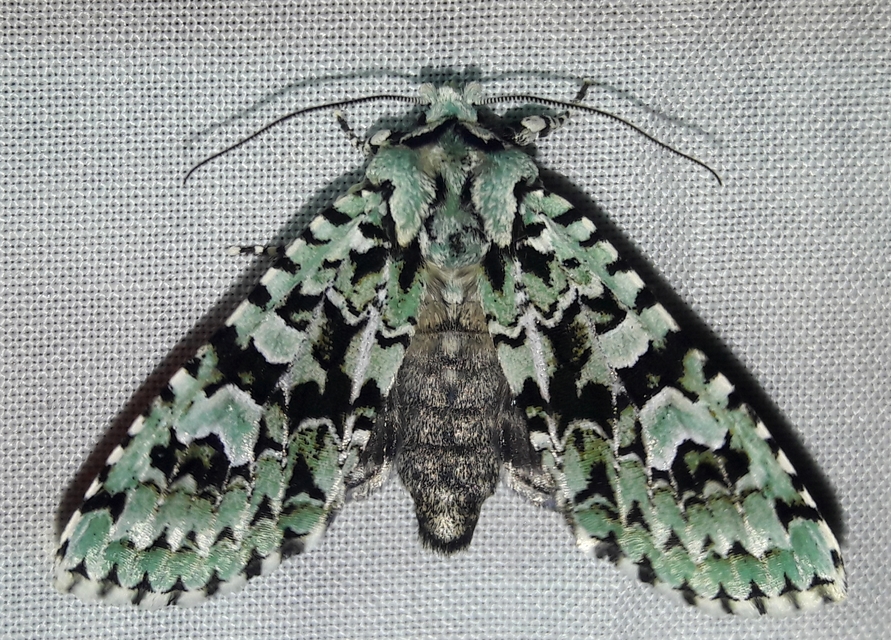 Griposia aprilina - őszi zöldbagoly