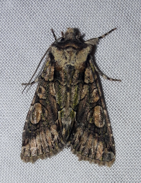 Allophyes oxyacanthae - galagonyabagoly