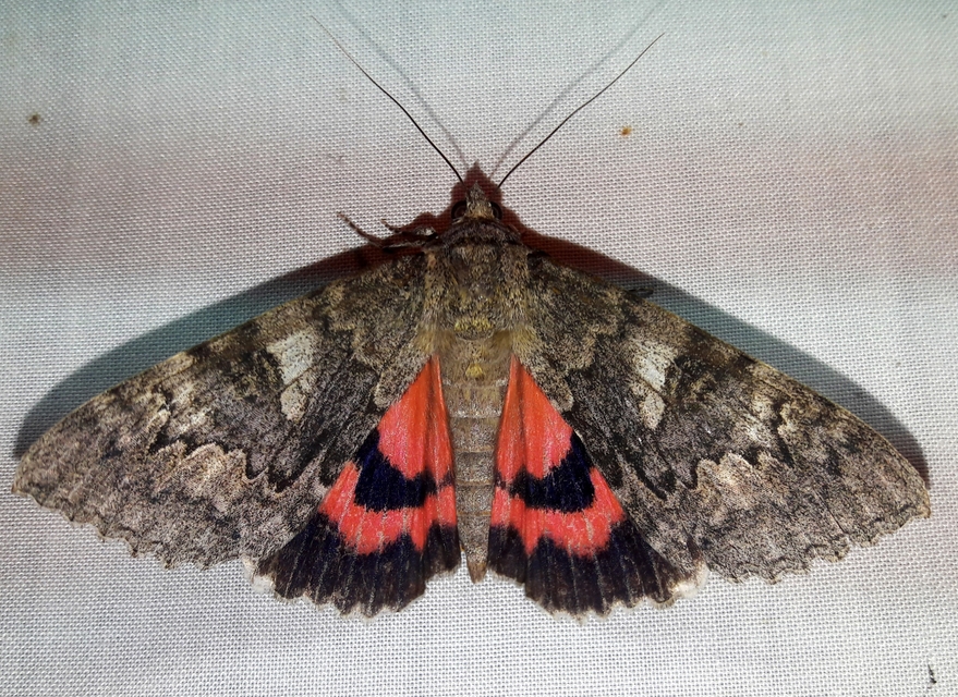 Catocala nupta - piros övesbagoly