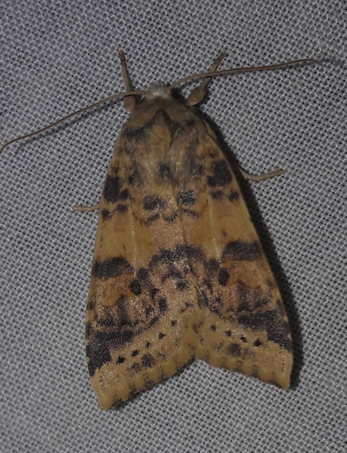 Cirrhia ocellaris - fakó sárgabagoly