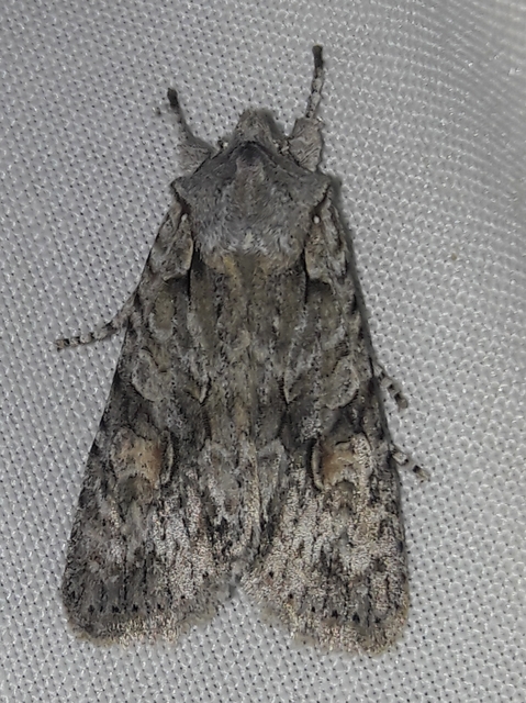 Lithophane ornitopus - közönséges fabagoly