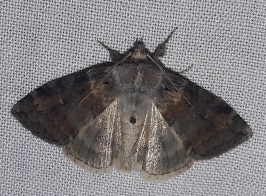 Cymatophorima diluta - őszi pihésszövő