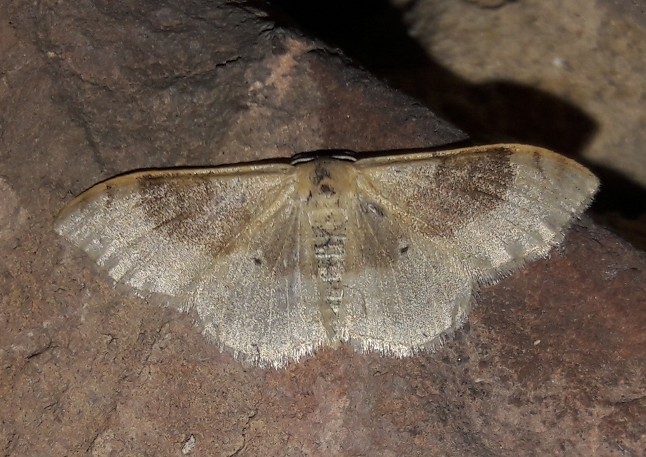 Idaea degeneraria - barnasávos araszoló