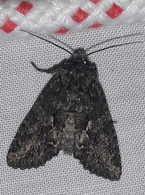 Dryobotodes monochroma - szürke tölgybagoly