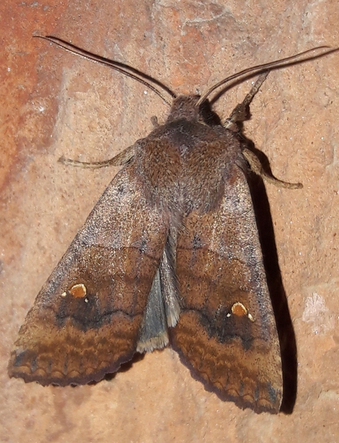 Eupsilia transversa - holdacskás télibagoly