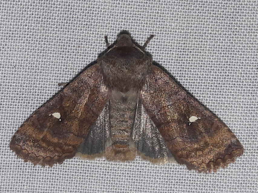 Eupsilia transversa - holdacskás télibagoly