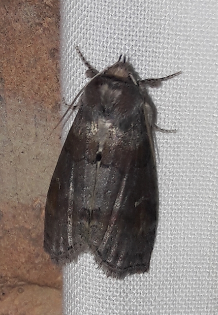 Cymatophorima diluta - őszi pihésszövő