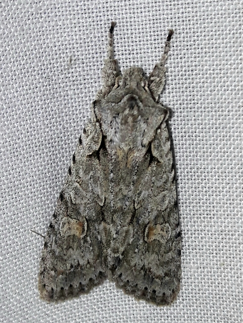 Lithophane ornitopus - közönséges fabagoly