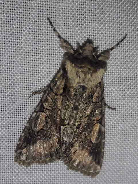 Allophyes oxyacanthae - galagonyabagoly