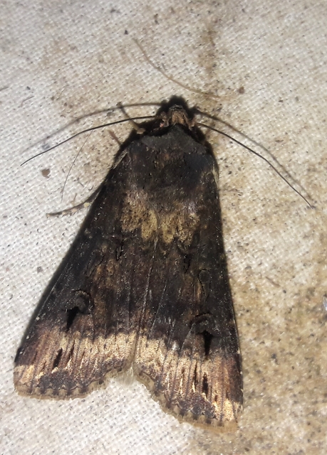 Agrotis ipsilon - nagy földibagoly