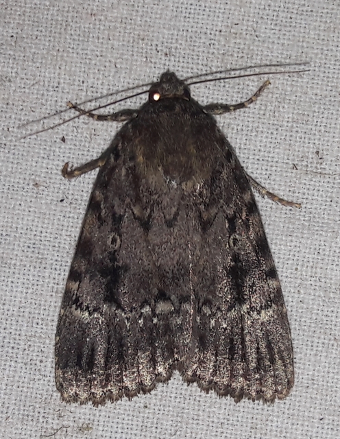 Amphipyra berbera/pyramidea