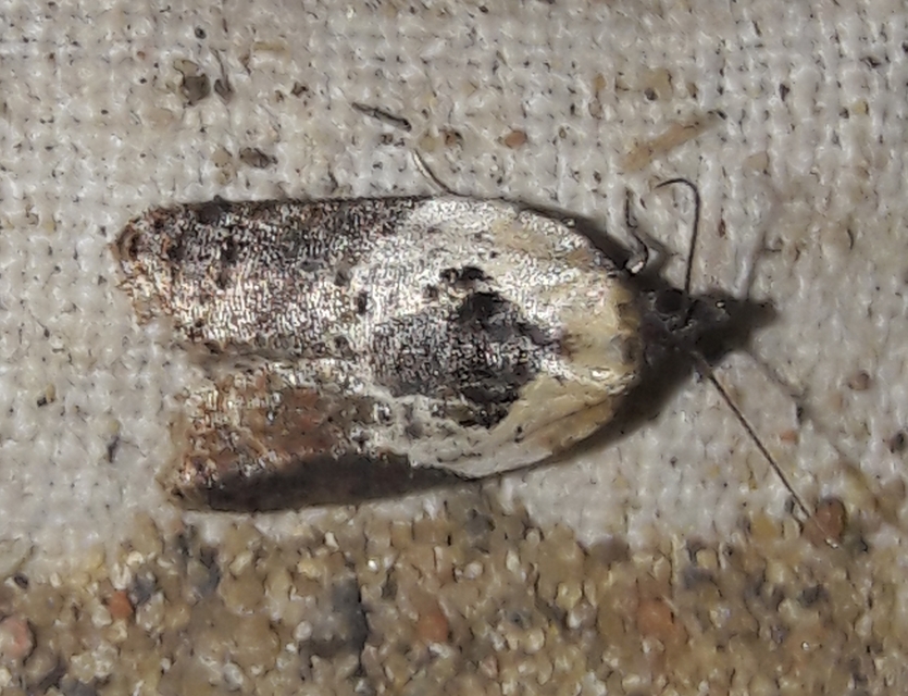 Acleris variegana - tarka levélmoly