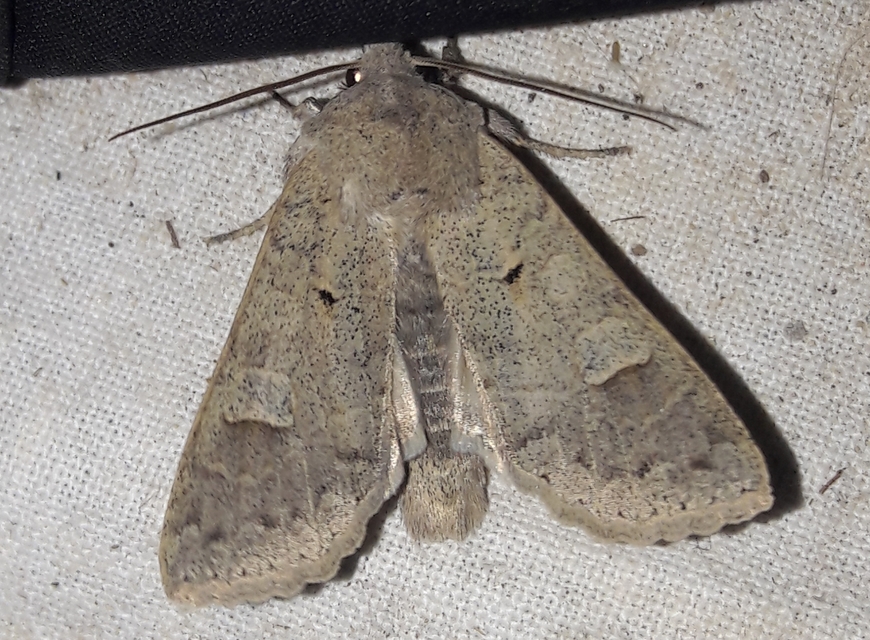 Ammoconia caecimacula - szürke őszibagoly