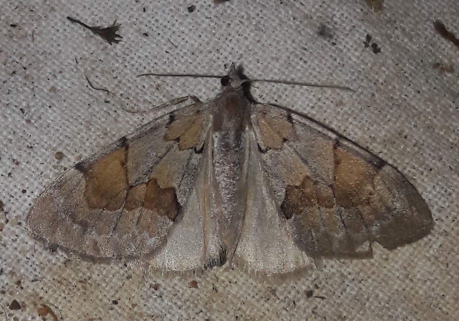 Pennithera firmata - sárgásvörös fenyőaraszoló
