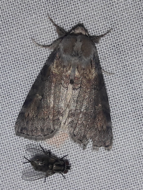 Cymatophorima diluta - őszi pihésszövő