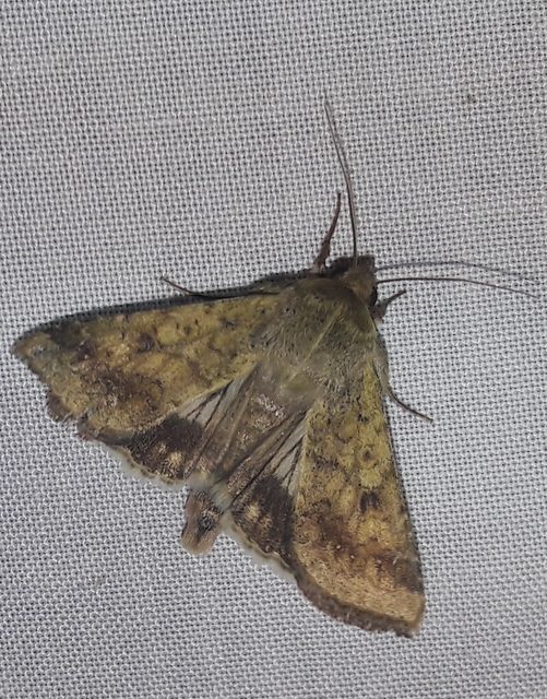 Helicoverpa armigera - kukorica-veteménybagoly