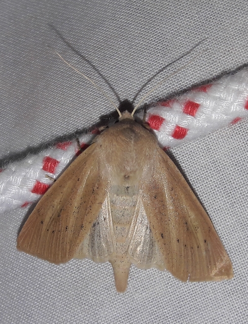 Rhizedra lutosa - óriás nádibagoly