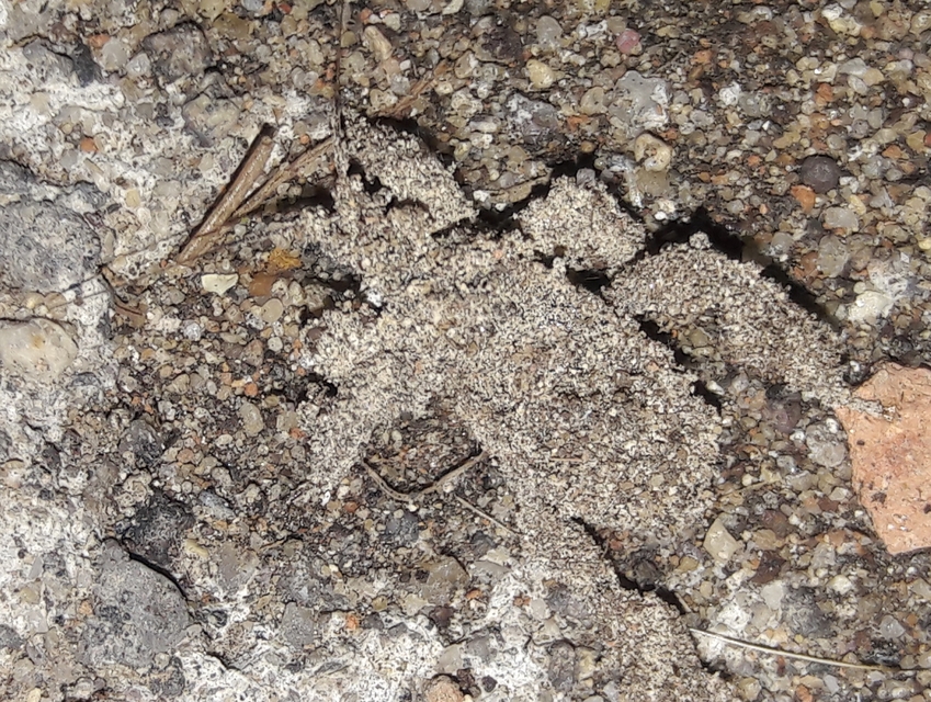 Reduvius personatus - szemetes zugpoloska