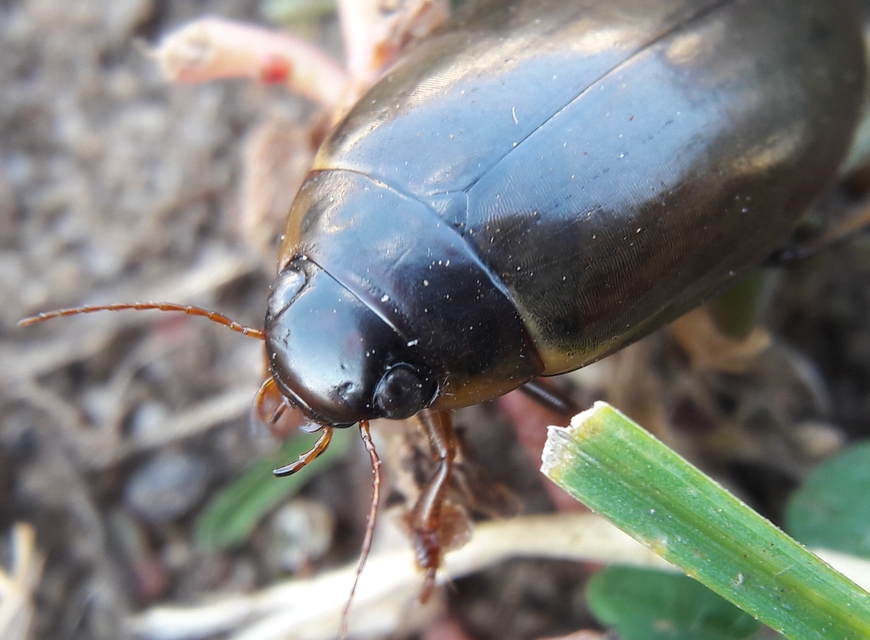 Colymbetes fuscus - gyakori recéscsíkbogár