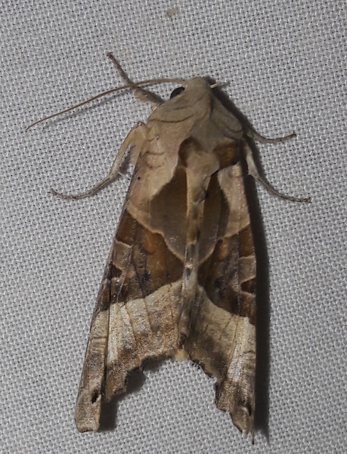 Phlogophora meticulosa - vándorló csipkésbagoly