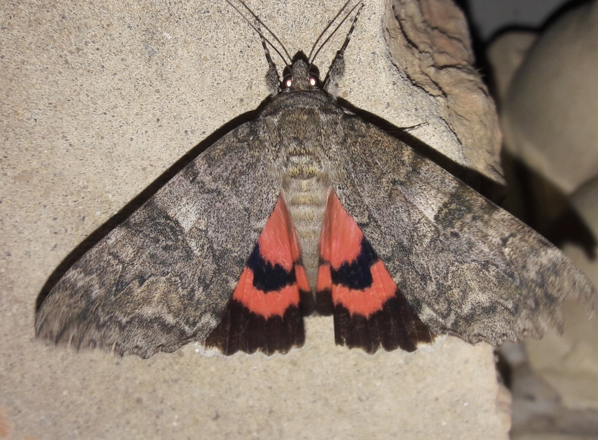 Catocala nupta - piros övesbagoly