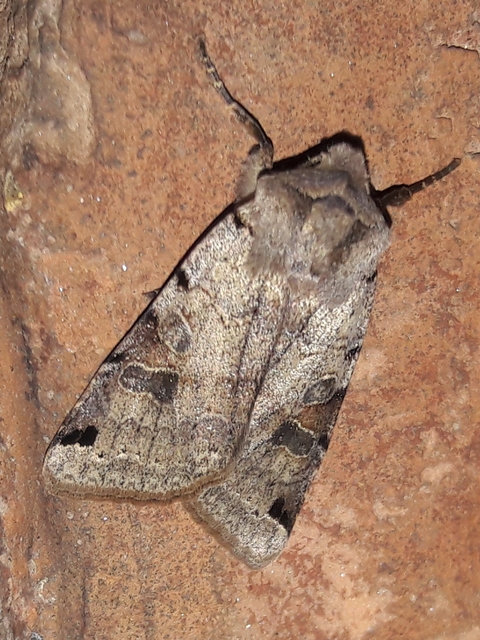 Anchoscelis litura - tarka őszibagoly