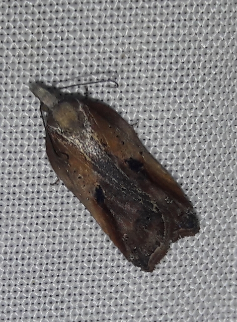 Acleris cristana - pamacsos levélmoly