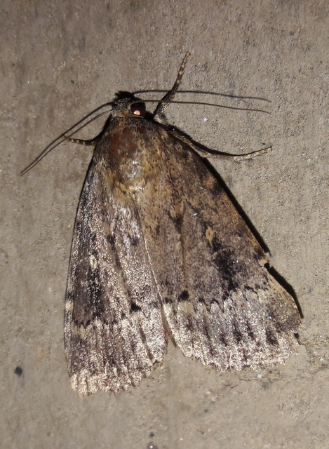 Amphipyra berbera/pyramidea