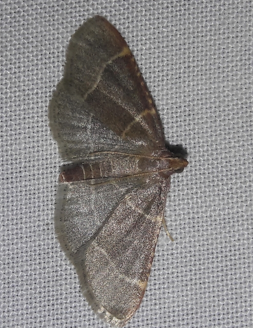 Hypsopygia glaucinalis - rezes fényilonca