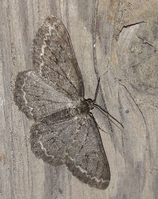 Ectropis crepuscularia - avararaszoló