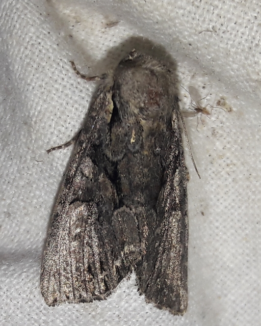 Lacanobia thalassina - borbolya-kertibagoly