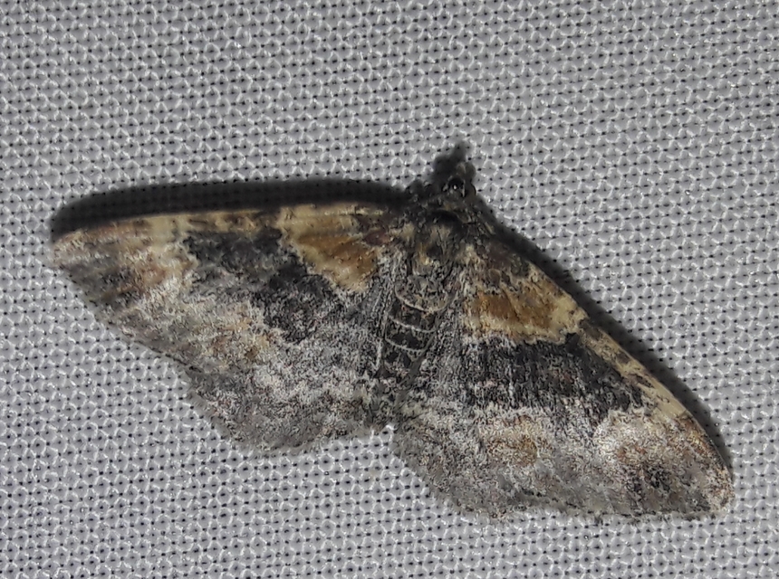Xanthorhoe spadicearia - sávos tarkaaraszoló
