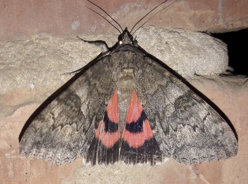 Catocala nupta - piros övesbagoly