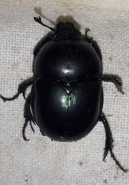Trypocopris vernalis - tavaszi álganéjtúró